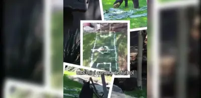 Osas negras de zoológicos de CDMX se unen al Mundial con mini cancha de fútbol