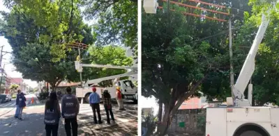 Podan árbol Laureano en CDMX para evitar incendio por descargas eléctricas