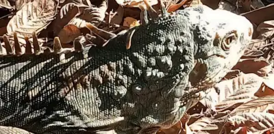Profepa libera 19 iguanas rescatadas en Guanajuato y Michoacán
