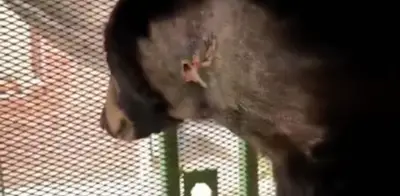 Reportan primer caso de gusano barrenador en oso negro en Nuevo León