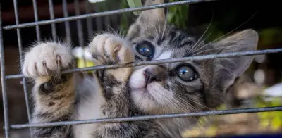 Rescatan a más de 400 gatos en Vietnam; red criminal los vendía a restaurantes
