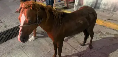 Rescatan a potrillo que cayó en una alcantarilla en Tabasco