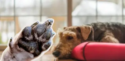 Señales de alerta en las almohadillas de tu perro: qué indican y cuándo ir al veterinario