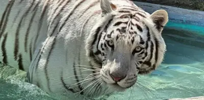 Tigre blanco 'Kenzo' sigue prófugo tras más de 38 horas en Edomex