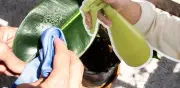 Abrillantador para plantas: cómo usarlo sin dañar las hojas