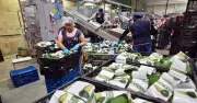 Aguacate de Michoacán obtiene protección legal con indicación geográfica