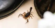 Alacranes en CDMX: alcaldías con más avistamientos en lluvias