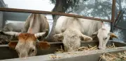 Alerta binacional: gusano barrenador regresa a EU tras brotes en México