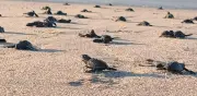 Arribo récord de tortugas marinas en santuario de Oaxaca