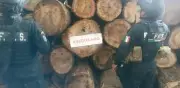 Aseguran predio en Edomex por almacenar madera talada ilegalmente