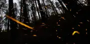 Bosques del Edomex se iluminan con temporada de luciérnagas