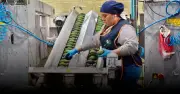 Caída de exportaciones agro de México a EU complica revisión del T-MEC