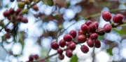Cafetaleros denuncian que roya desplomó producción y exigen apoyo