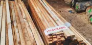 Clausuran obras en Edomex por tala ilegal de árboles y aseguran madera