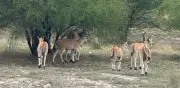 Cámaras trampa captan antílopes africanos y especies exóticas en sierra de Nuevo León