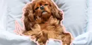 Cómo elegir la cama perfecta para tu perro según su tamaño, edad y hábitos