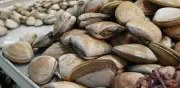 Cofepris ordena veda en el Mar de Cortés por toxina mortal en moluscos