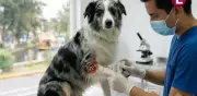 Confirman primer caso de gusano barrenador en perro en Durango