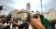 De vender aguas a conquistar el Mundial: la historia del Pato Merlín y su registro de marca