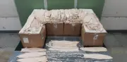 Decomisan 246 buches de Totoaba en Hong Kong procedentes de México
