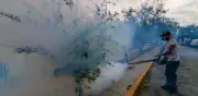 Dengue en México: 2 mil 421 casos; 79% en 5 estados