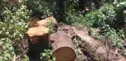 Denuncian tala ilegal en faldas del Popocatépetl en Amecameca