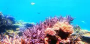 Descubre los arrecifes de coral más impresionantes de México