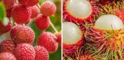 Diferencias entre litchi y rambután: cómo distinguirlos en el mercado