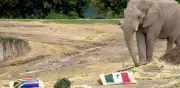 Elefante de Africam Safari predice triunfo de México sobre Sudáfrica en Mundial 2026