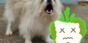 Elimina el mal aliento de tu perro: causas y soluciones efectivas