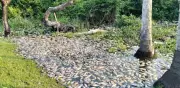 Exigen intervención inmediata ante emergencia ambiental en el río Papaloapan