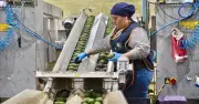 Exportaciones agrícolas de México a EU caen 10% en 2025, primera baja en 28 años