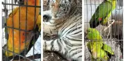 FGR asegura tigre de bengala y fauna exótica en cateo en Jalisco