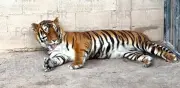 FGR asegura tigres de Bengala, ocelote y 32 caballos en Durango