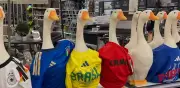 Fiebre de Merlín: el pato mexicano mundialista ya se vende en Canadá
