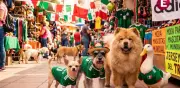 Fiebre mundialista: mascotas en México lucen colores del Tri rumbo a 2026