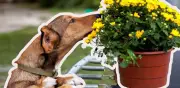Flores tóxicas para perros: cuáles evitar y cómo actuar ante una intoxicación