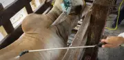 Ganaderos mexicanos ofrecen apoyo a EU contra gusano barrenador