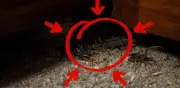Guía para encontrar nidos de alacranes en casa sin pánico