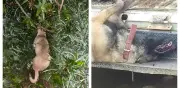 Hallan siete perros envenenados en Oaxaca; denuncian impunidad