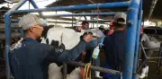 Hidalgo reporta nueve casos de gusano barrenador en humanos; sin decesos