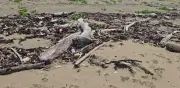 Hidrocarburo y basura amenazan anidación de tortugas en Catemaco, Veracruz