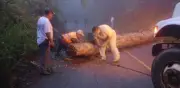 Lluvias en la Sierra hidalguense: cierres carreteros y daños en caminos