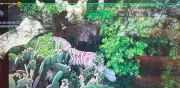 Localizan tigre de bengala escapado en Tepetlaoxtoc; operativo de captura continúa