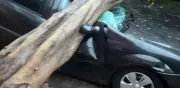 Más de 180 árboles caen en Miguel Hidalgo por intensa tormenta