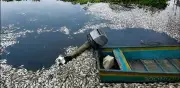 Mueren miles de peces y tortugas en la Cuenca del Papaloapan