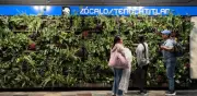Muros verdes del Metro costaron 5,693 pesos por metro cuadrado; STC lo defiende