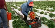 México arrebata mercado agrícola a Florida y le cuesta hasta 1,140 mdd al año