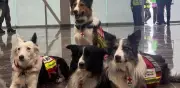 México despliega 18 binomios caninos en Venezuela; 4 son de la Cruz Roja
