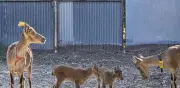 Nacen tres cabras monteses por fecundación in vitro por primera vez